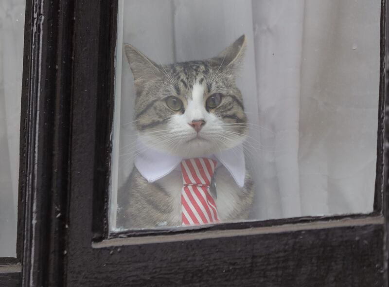 The cat in the embassy window