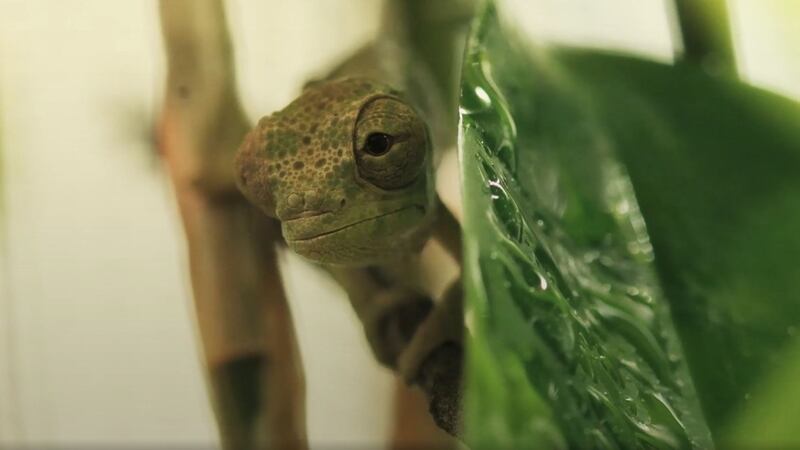 Who knew chameleons could be this cute?