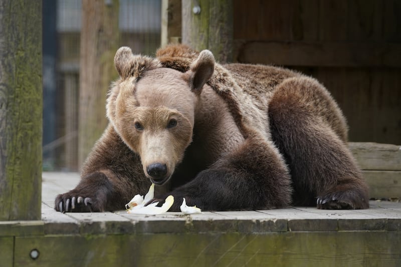 First brown bear to undergo brain surgery emerges from semi-hibernation