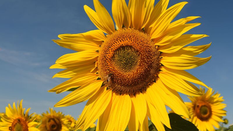 The sequence can be seen in everything – including sunflowers.