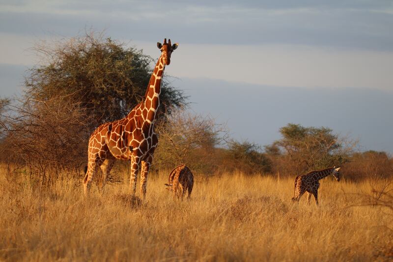 Born Free twin giraffes