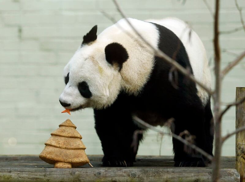 Tian Tian the giant panda 
