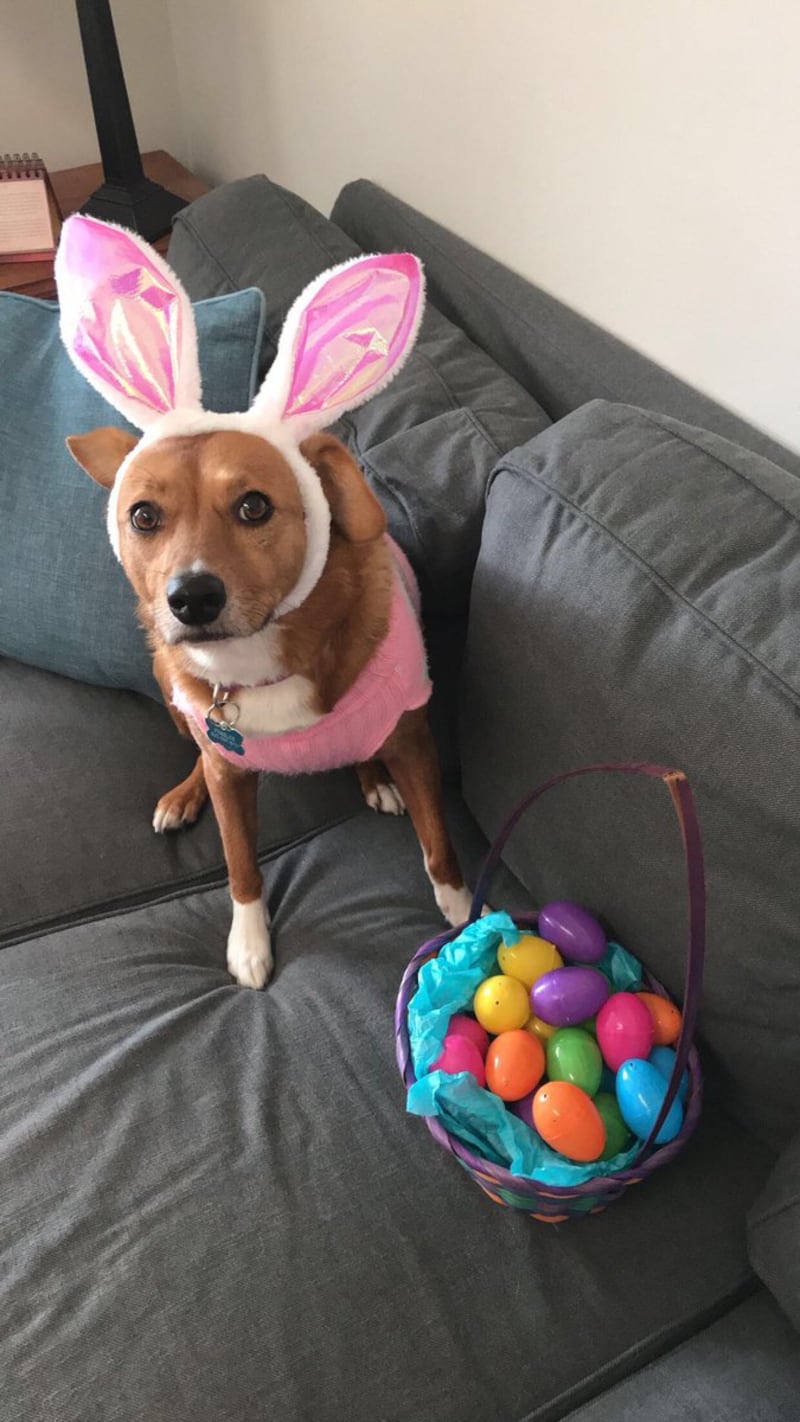 Dog in bunny ears with eggs on sofa