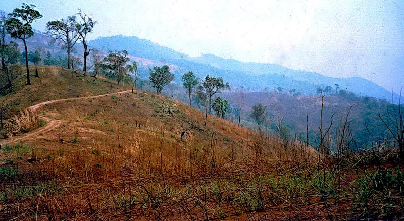 A forest area in Thailand before restoration
