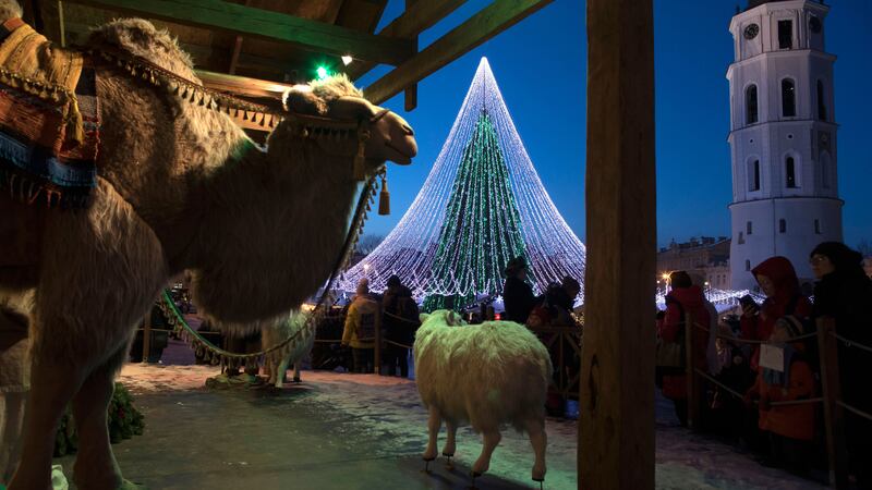 A camel and sheep take part in a Nativity play, with the national Christmas tree standing in the background, in Cathedral Square in Vilnius, Lithuania. Picture by Mindaugas Kulbis, Associated Press&nbsp;