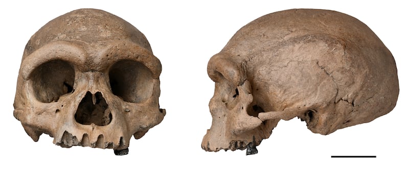 The Harbin cranium which was reportedly discovered in China in 1933
