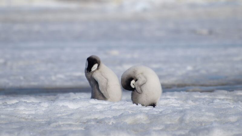 Normally about 8% of the world’s emperor penguin population breeds at Halley Bay, Mr Trathan said.