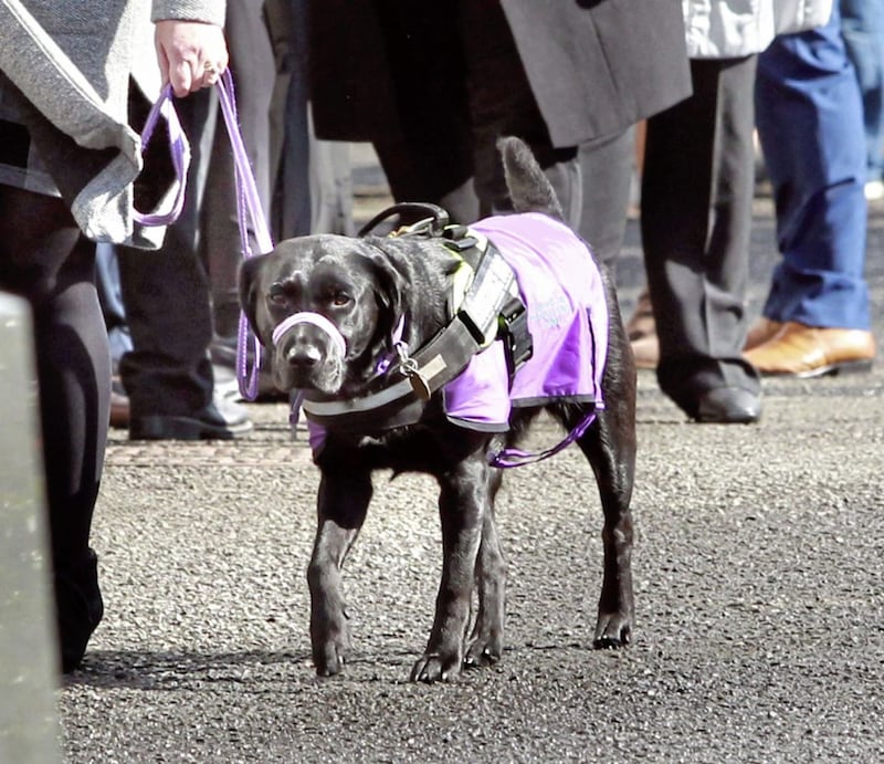 Daniel Bradley&#39;s assistance dog Ebony at his funeral. Picture by Margaret McLaughlin 