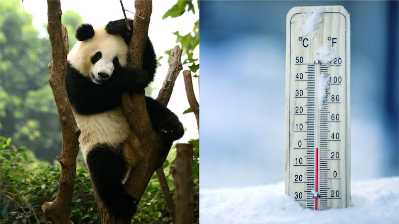 Watch as giant panda Bei Bei plays in the snow at The Smithsonian’s National Zoo in Washington DC.