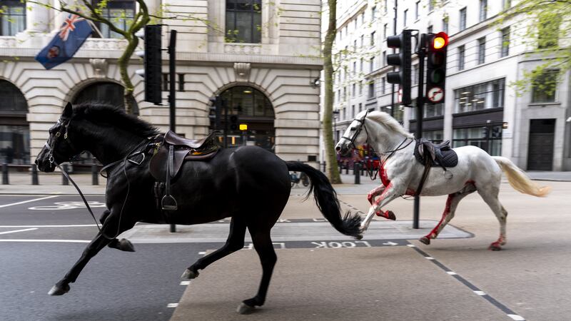 Two military horses on the loose bolt through the streets of London near Aldwych on Wednesday
