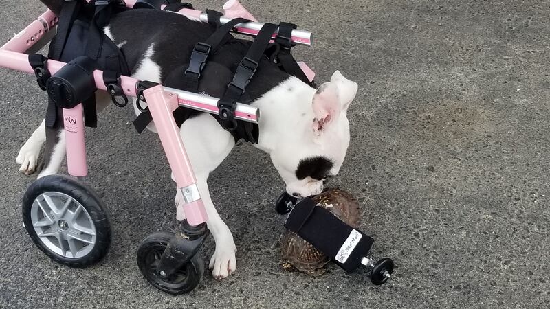 Scoot Reeves had a broken shell and paralysed back legs but is now back on the move.
