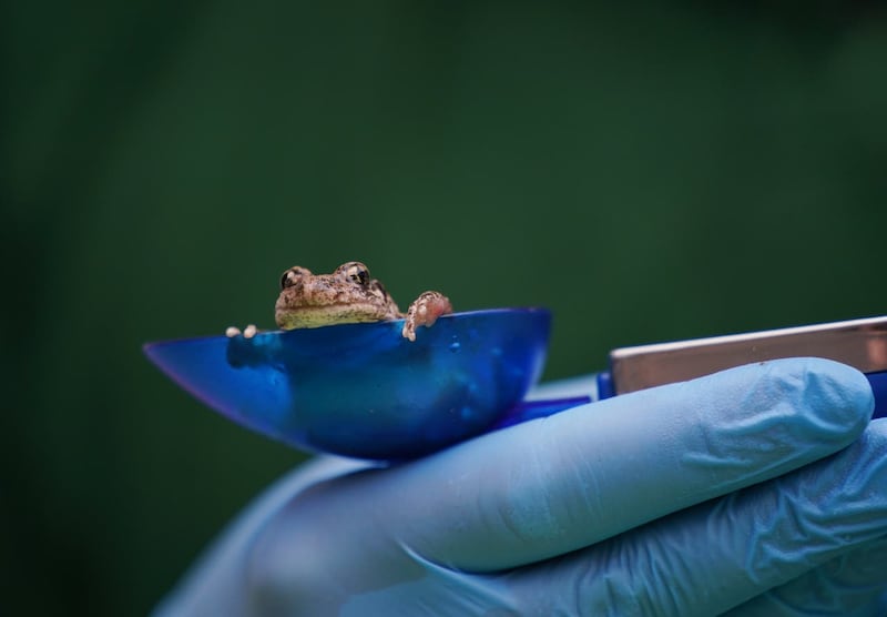A midwife toad during the annual weigh-in at ZSL London Zoo