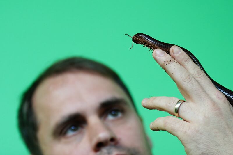 Zoo keeper Sam counts a giant millipede
