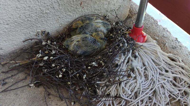 The students now have a bird’s eye view of the nest.