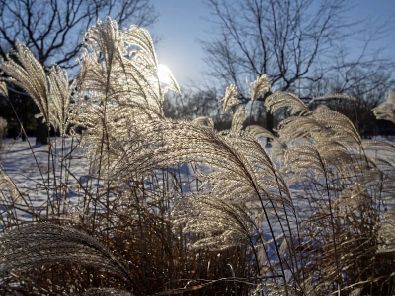 Japanese silver grass in winter. 