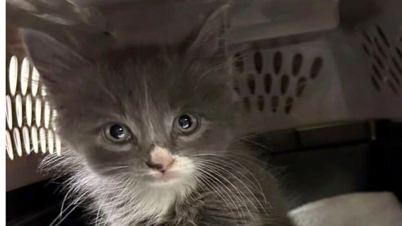 Officers are trying to trace the kitten’s owner (Meriden Police Department via AP)