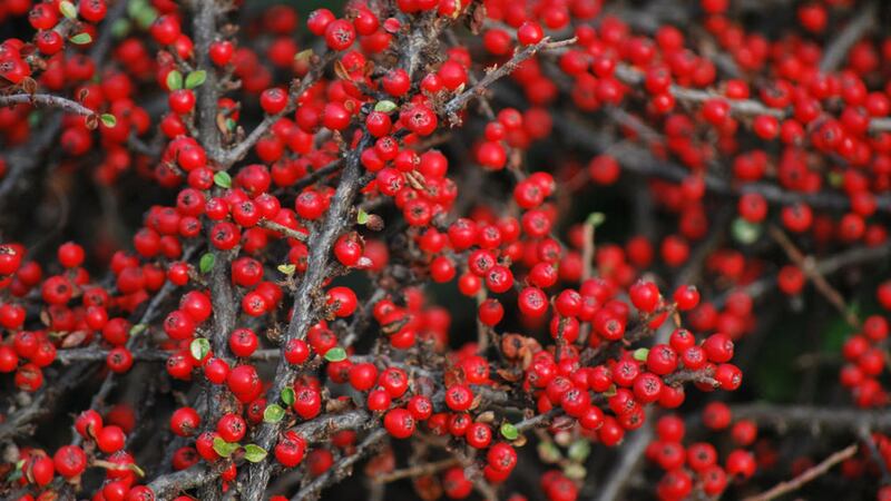 Cotoneaster berries will brighten up the autumn garden 
