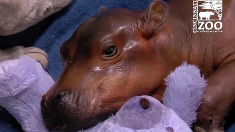 Watch: Baby hippo receives care after being born six weeks premature at Cincinnati Zoo
