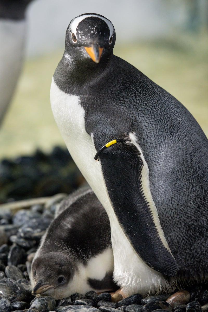Baby Gentoo penguin 