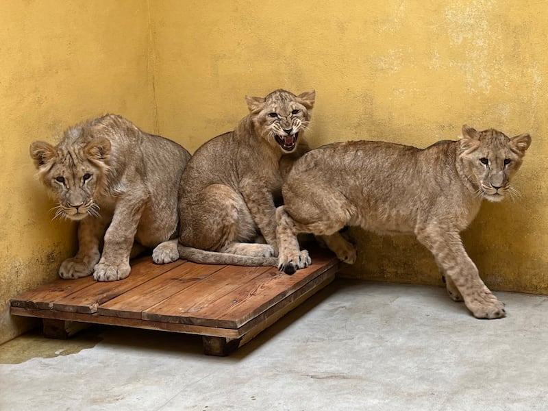 Three of the lions who have now arrived at the Yorkshire WIldlife Park