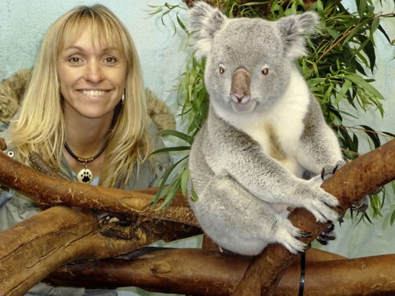 Micheala gets close to a koala during filming for one of her many animal shows 
