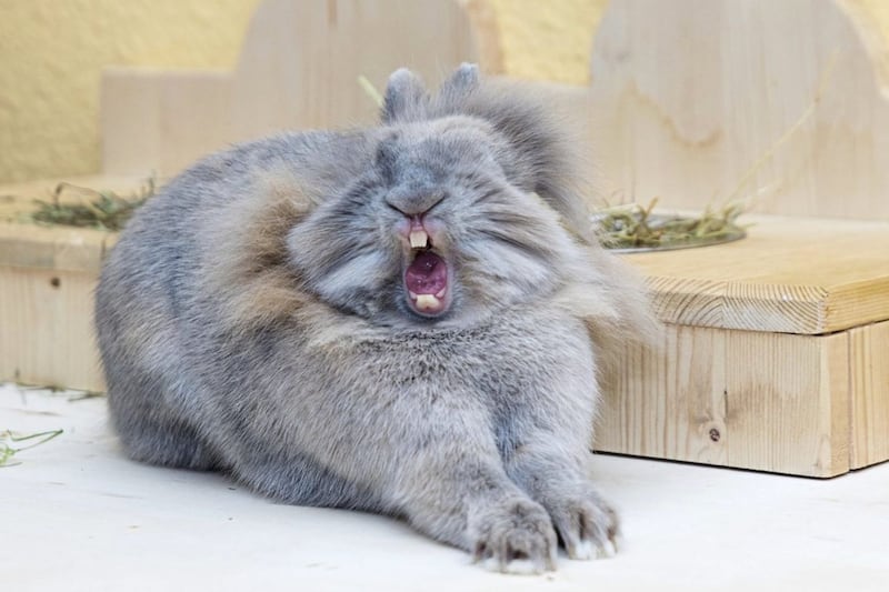 Drama Queen - an unnamed rabbit having a stretch and a yawn.&nbsp;Picture by Anne Lindner/Mars Petcare Comedy Pet Photography Awards/PA Wire&nbsp;