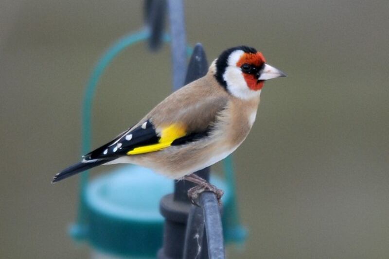 A goldfinch in a garden in Bottesford