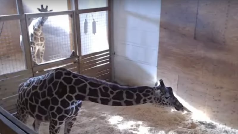 There’s a baby giraffe on the way!