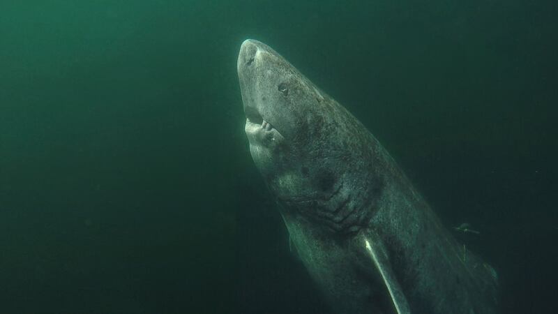 Greenland sharks, with a lifespan of up to 392 years, are thought to possess unique longevity genes now being searched for by scientists. Photo from&nbsp;Julius Nilsen/PA Wire.