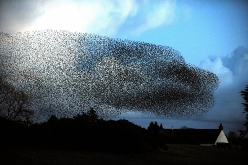 Starlings in England