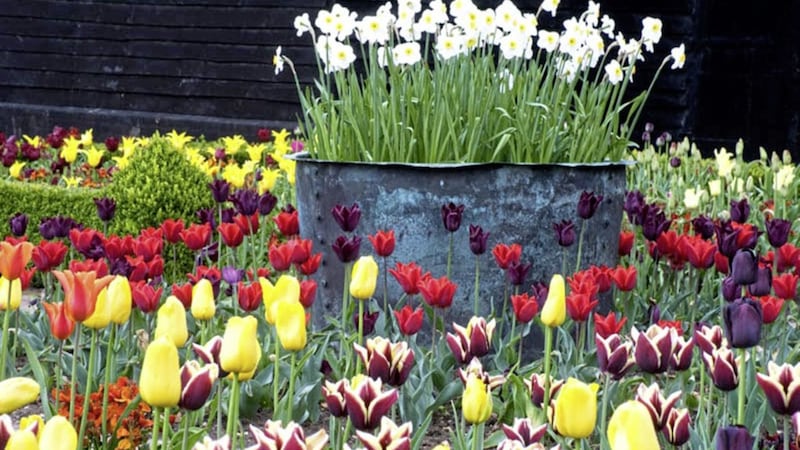 Darwin hybrid tulips are also known as perennial tulips. Picture by Ulting Wick/National Garden Scheme/PA 