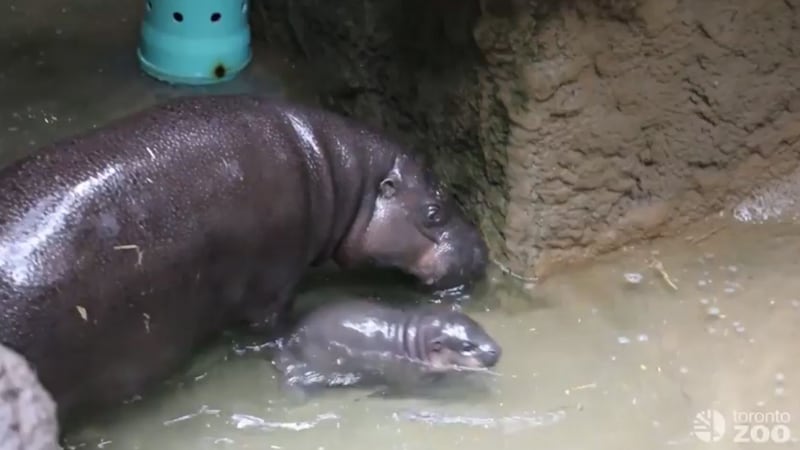 This baby hippo is incredibly cute – but she’s no swimmer.