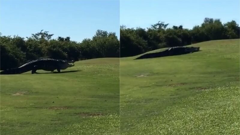 Forget birdies and albatrosses, that’s a massive ‘gator.