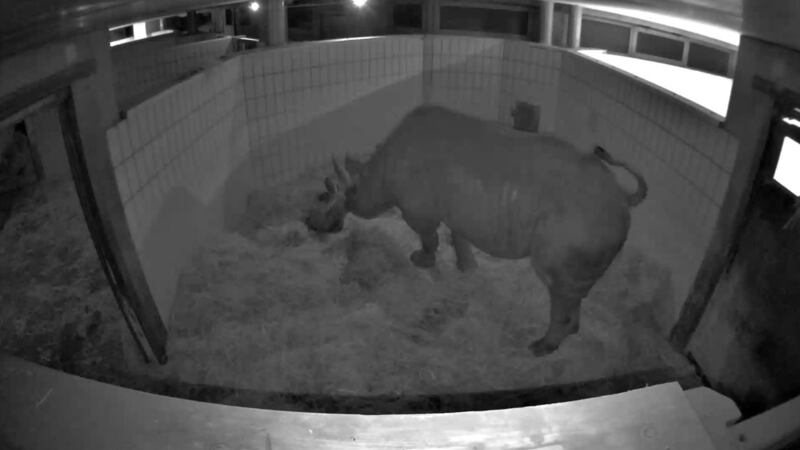 Berlin Zoo has just released footage of the birth.