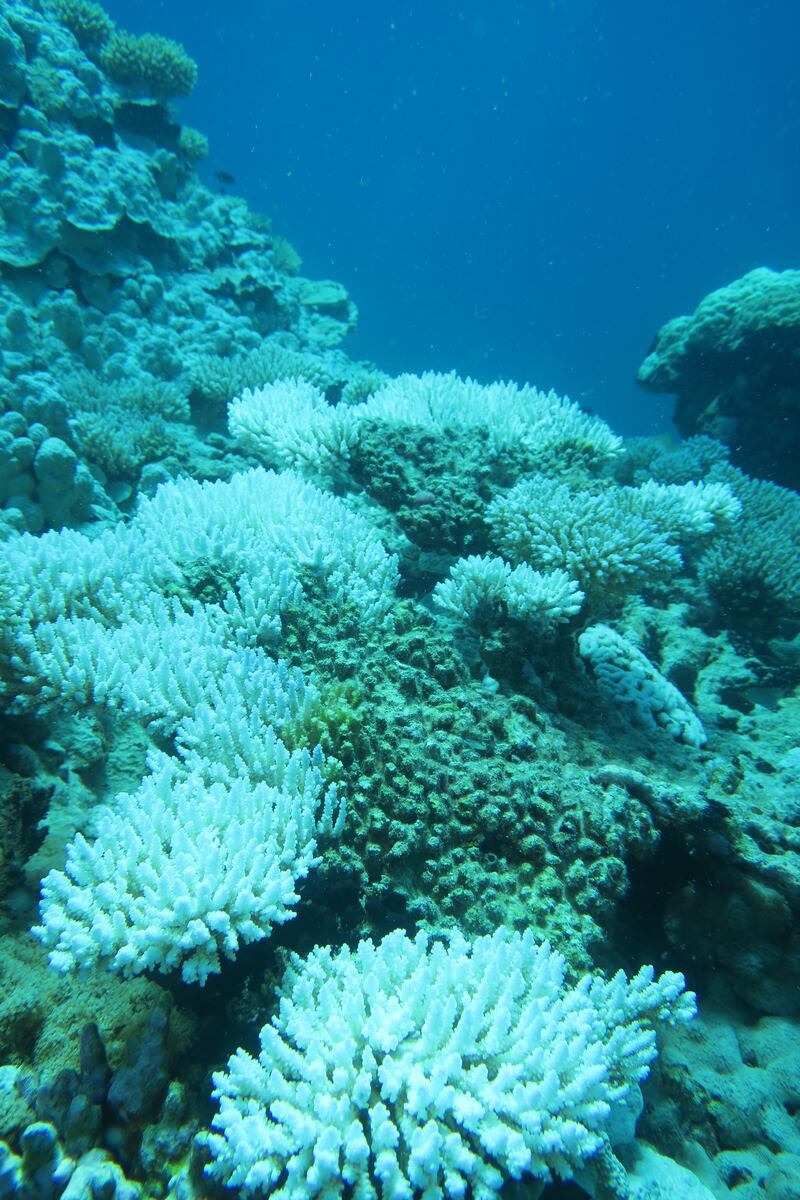Ocean heatwaves left coral reef in the British Indian Ocean Territory bleached and dead (ZSL/PA)
