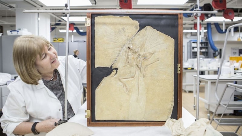 The fossil of the world's 'earliest known bird' is touring across the world