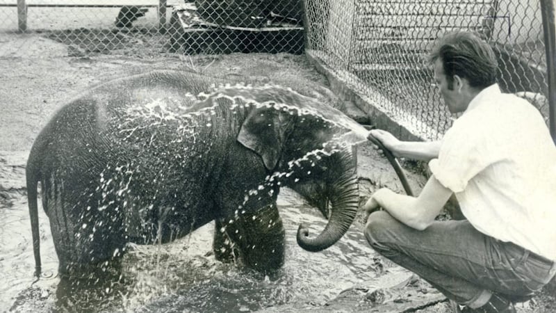 Tina arrived at Belfast Zoo in June 1966 