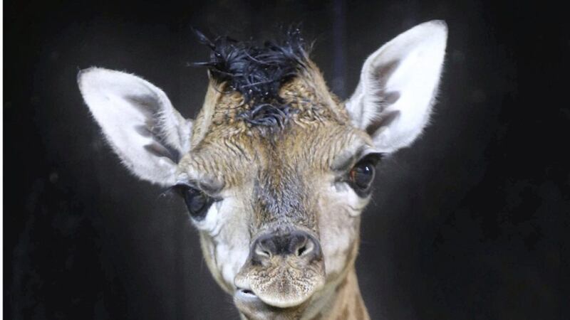 Belfast Zoo has welcomed a new baby giraffe, which has been called Ballyclare. Picture by Hugh Russell 