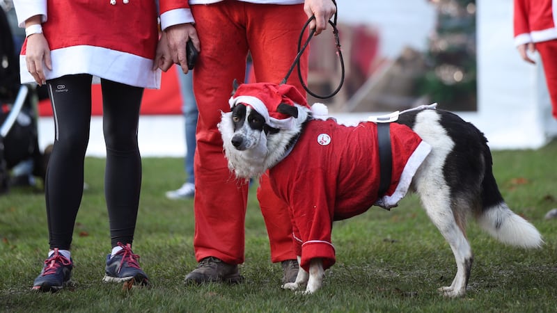 Yes, that is a dog dressed as Father Christmas.