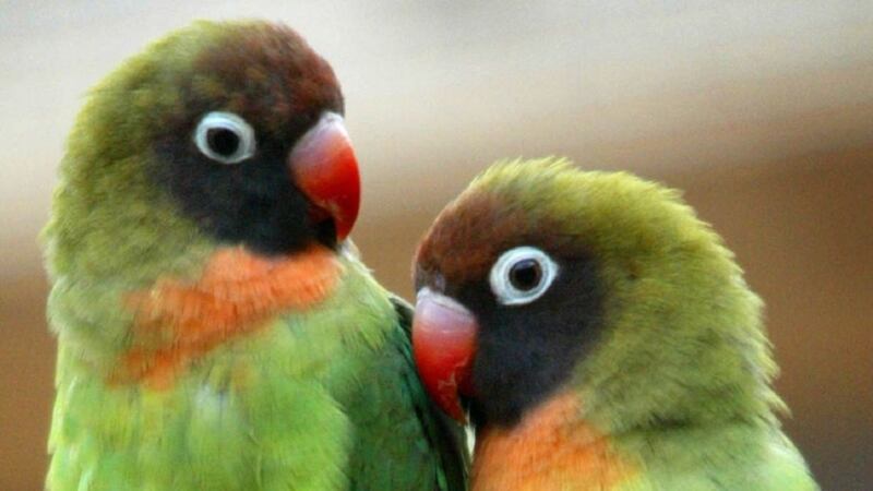 When parrots hear the parrot equivalent of a laughter track, they start playing.