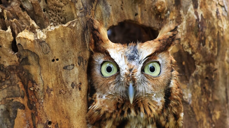 CRIPES! IT’S CRYPSIS: Crypsis is the ability of an animal to avoid detection by other animals. In Irish it is called cumas duaithnithe, the ability to camouflage oneself like this Eastern Screech Owl perched in a hole in a tree
