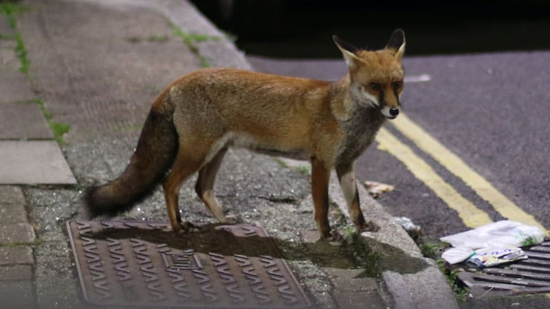 A study found urban foxes in the UK have a different snout shape to help forage for food in urban surroundings.