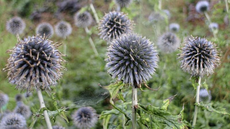 Echinops ritro is reliable and unfussy 