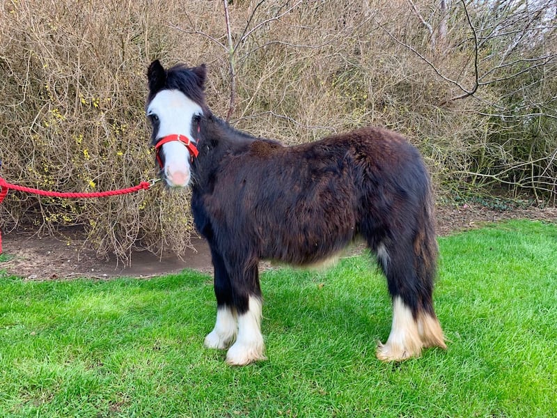 Paddy the pony is looking for a new home.