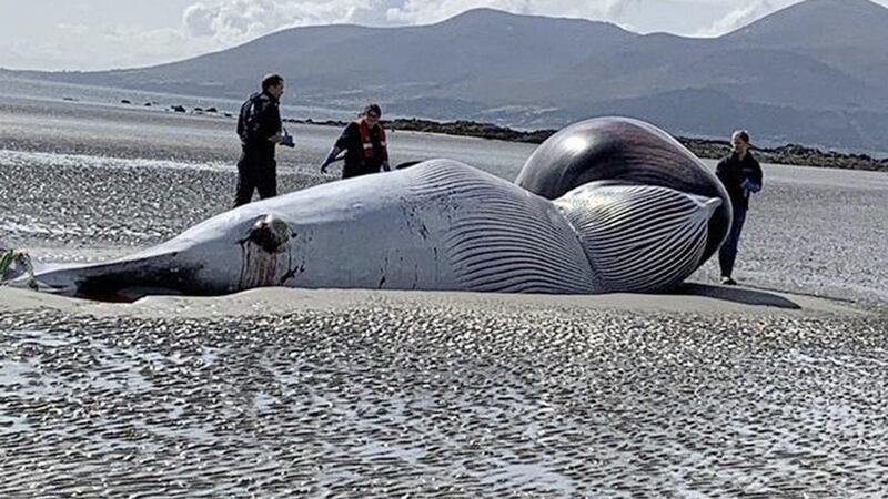 The minke whale carcass which was found washed up on Tyrella Beach in Co Down. Picture by Newcastle Coastguard 