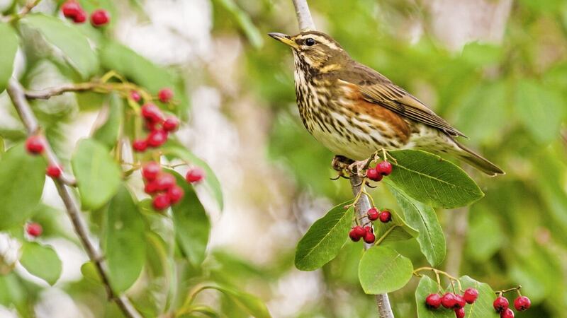 The size of a song thrush or blackbird, redwings feed mostly on invertebrates and berries 