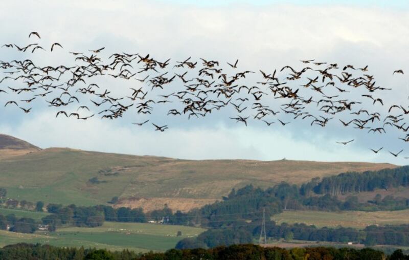 Geese flying in Europe