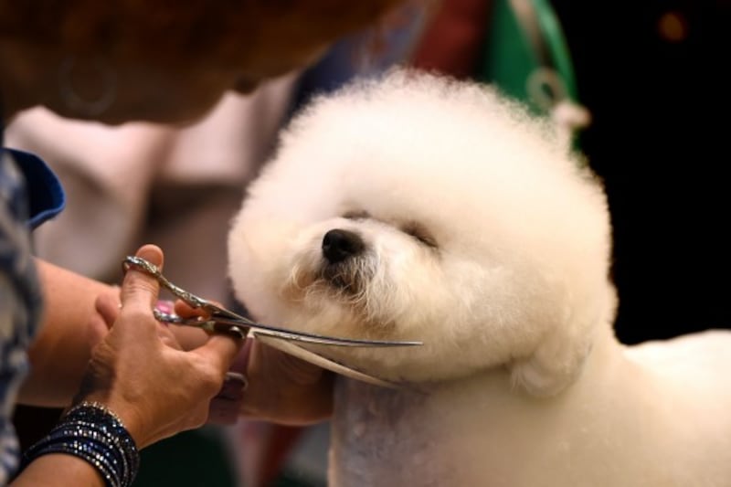 a dog gets its hair trimmed (Joe Giddens/PA)