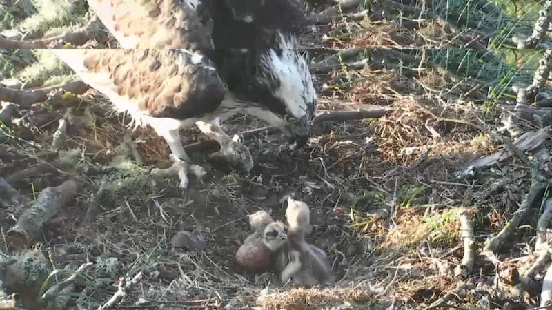 The first chick emerged from its shell on Saturday evening.