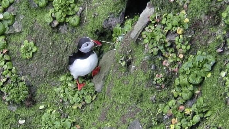 Plans to preserve the seabird colony on Rathlin Island have been welcomed. Picture by Ric Else 